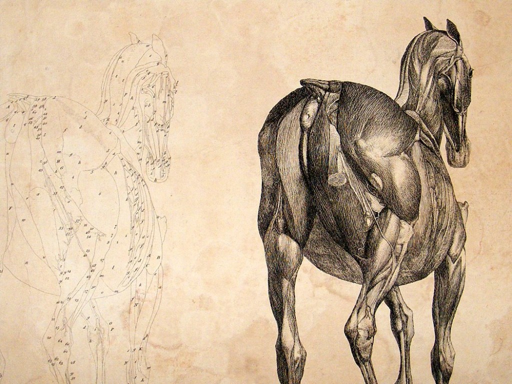 George Stubbs Anatomy of the Horse: 1766 LG Folio Etching.