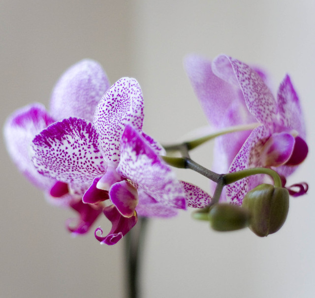 Open Source router firmware encoded into photos of orchids and uploaded to Flickr, Julian Oliver 2015